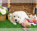 Small #1 Golden Retriever