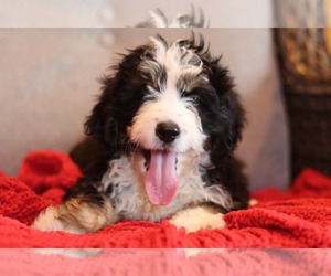 Bernedoodle Puppy for sale in ITASCA, TX, USA