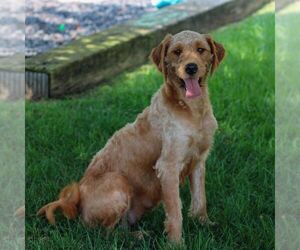 Mother of the Goldendoodle (Miniature) puppies born on 06/16/2025