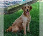 Small Photo #1 Goldendoodle (Miniature) Puppy For Sale in EAST EARL, PA, USA