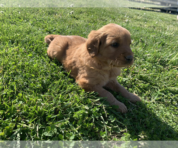 Medium Photo #14 Golden Retriever Puppy For Sale in CLEVER, MO, USA