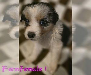 Medium Australian Shepherd