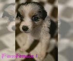 Puppy Female 1 Australian Shepherd