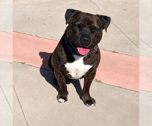Prancer - Foster or Adopt Me! - Male American Staffordshire Terrier-Unknown Mix Dog for Adoption - Photo #36