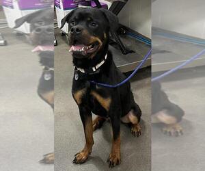 Rottweiler Dogs for adoption in Forestville, MD, USA