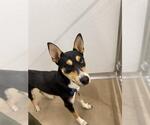 Small Basenji-Siberian Husky Mix