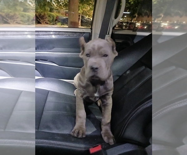 Medium Photo #1 Cane Corso Puppy For Sale in DETROIT, MI, USA