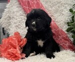 Beauty - Female Bernese Mountain Dog Puppy for Sale - Photo #3
