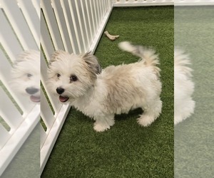 Havanese Puppy for sale in BERKLEY, MI, USA