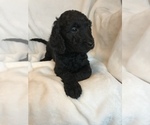 Small #3 Goldendoodle