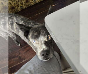 Medium Mutt