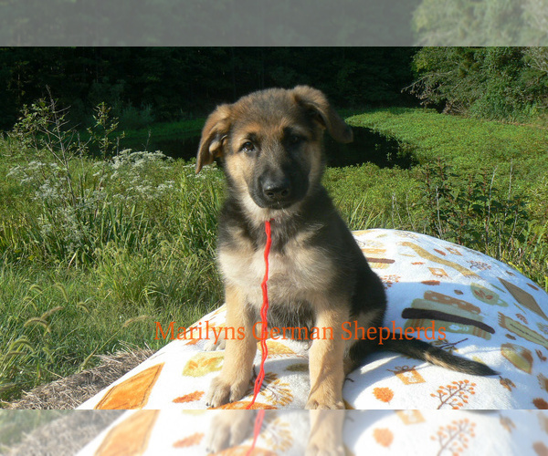 Medium Photo #6 German Shepherd Dog Puppy For Sale in PIEDMONT, MO, USA