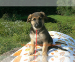 Small Photo #6 German Shepherd Dog Puppy For Sale in PIEDMONT, MO, USA