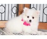 Small Photo #1 Pomeranian Puppy For Sale in NAPLES, FL, USA