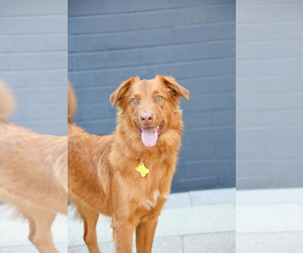 Medium Photo #2 Retriever -Unknown Mix Puppy For Sale in Sandy, UT, USA