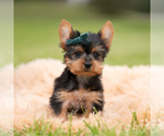 Puppy Scotty Yorkshire Terrier