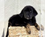 Small #1 Golden Shepherd