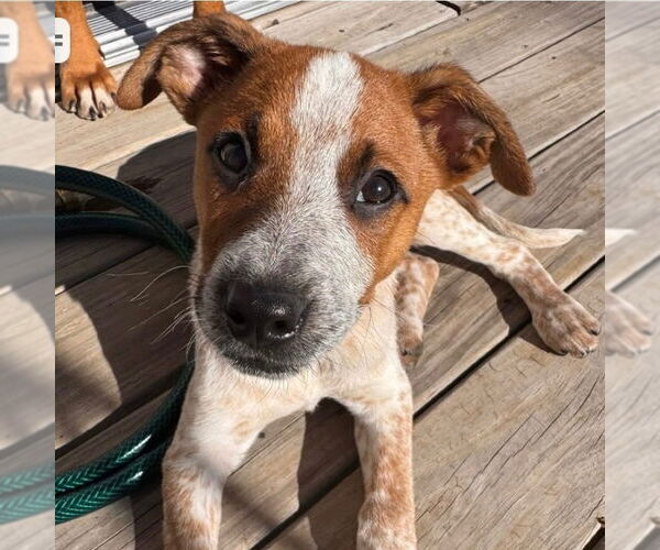 Medium Photo #4 Mutt Puppy For Sale in Canton, CT, USA