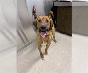 Bloodhound-Catahoula Leopard Dog Mix Dogs for adoption in Fairbanks, AK, USA