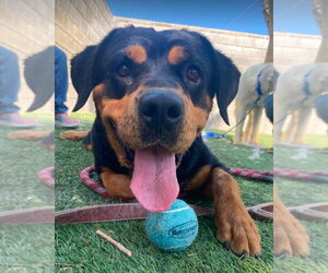 Rottweiler-Unknown Mix Dogs for adoption in Lakewood, CO, USA