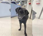 Small #2 Labrador Retriever Mix