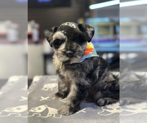 Medium Photo #1 Schnauzer (Miniature) Puppy For Sale in PORT LAVACA, TX, USA