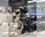 Puppy Harvey Schnauzer (Miniature)