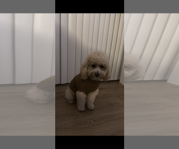 Medium Photo #1 Maltipoo (Toy) Puppy For Sale in VENETA, OR, USA