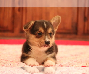 Pembroke Welsh Corgi Puppy for sale in FORT MADISON, IA, USA