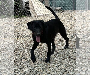 Labrador Retriever-Unknown Mix Dogs for adoption in Sterling, MA, USA