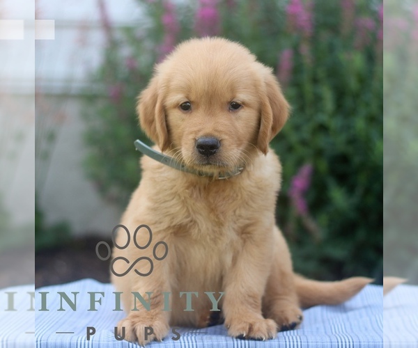 Medium Photo #2 Golden Retriever Puppy For Sale in LITITZ, PA, USA