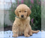 Small #1 Golden Retriever