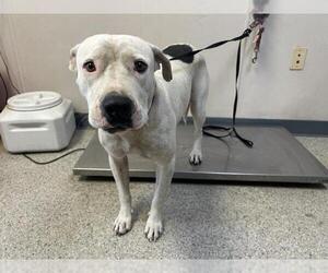 American Pit Bull Terrier-Unknown Mix Dogs for adoption in Visalia, CA, USA