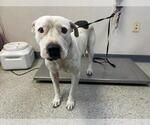 Small American Pit Bull Terrier Mix