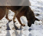 Small #28 German Shepherd Dog