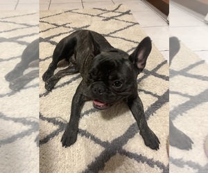 French Bulldog Puppy for sale in PINELLAS PARK, FL, USA