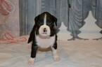 Small Photo #37 Boxer Puppy For Sale in CHILHOWEE, MO, USA