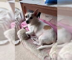 Small #4 Chihuahua