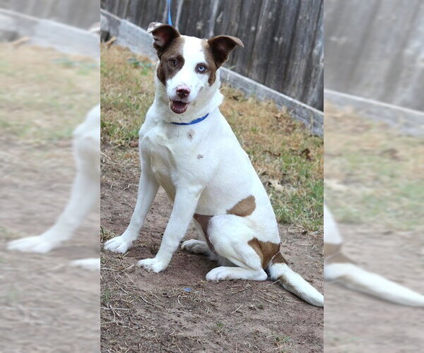 Medium Photo #2 Siberian Husky-Unknown Mix Puppy For Sale in Oklahoma City, OK, USA