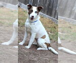 Small #1 Siberian Husky Mix