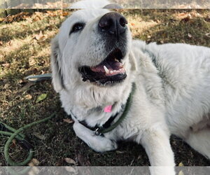 Mora - Female Great Pyrenees Dog for Adoption - Photo #15
