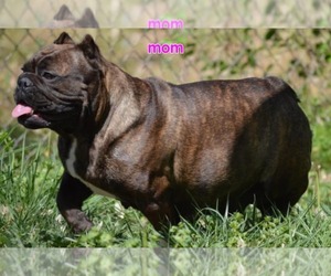 Mother of the Bulldog puppies born on 05/03/2025