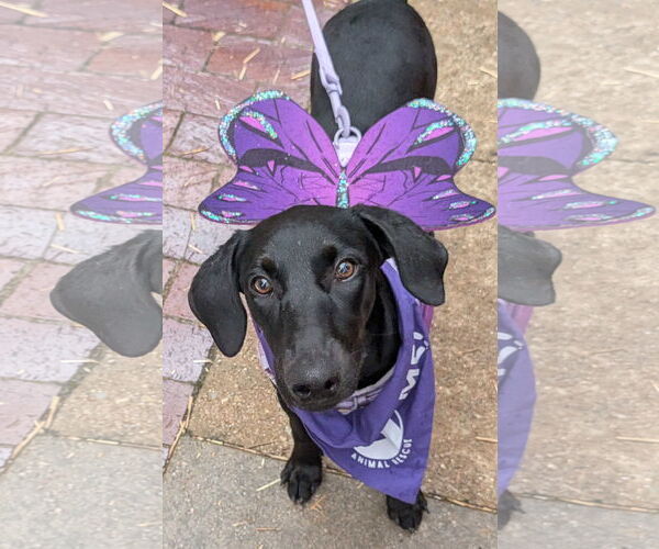 Medium Photo #5 Labrador Retriever-Unknown Mix Puppy For Sale in Fort Worth, TX, USA