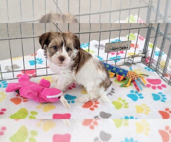 Medium Photo #2 Havashire Puppy For Sale in ORO VALLEY, AZ, USA