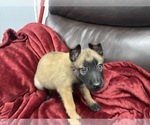 Small Photo #30 Belgian Malinois Puppy For Sale in REESEVILLE, WI, USA