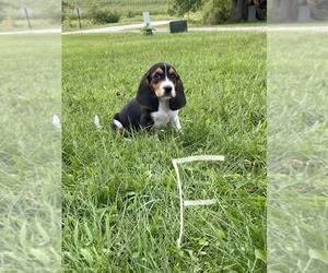Basset Hound Puppy for sale in BLACK RIVER FALLS, WI, USA