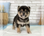 Small Photo #1 Shiba Inu Puppy For Sale in HOUSTON, TX, USA