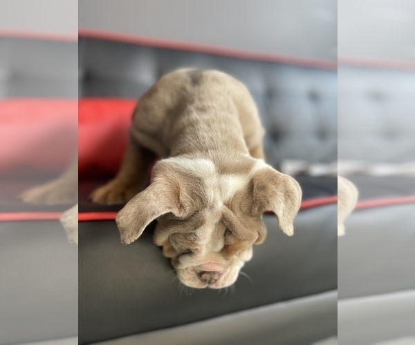 Medium Photo #3 English Bulldog Puppy For Sale in LOS ANGELES, CA, USA
