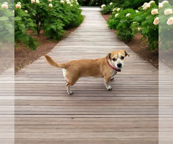 Medium Photo #2 Chihuahua Puppy For Sale in Menifee, CA, USA