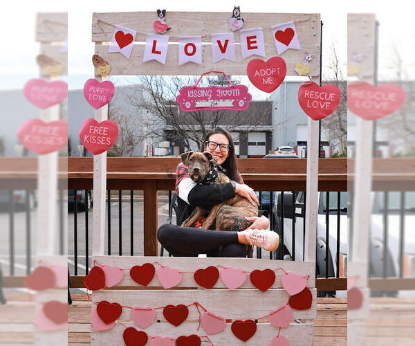 Medium Photo #3 American Staffordshire Terrier-Unknown Mix Puppy For Sale in Fort Collins, CO, USA